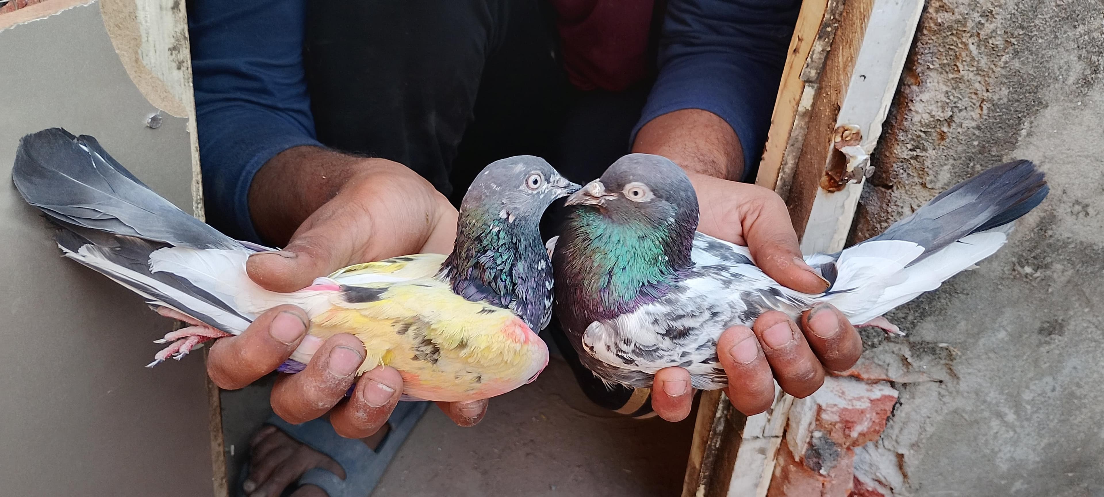 Tedy Pair