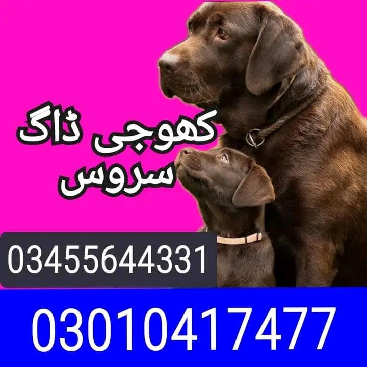 army dog center abbottabad 03010417477